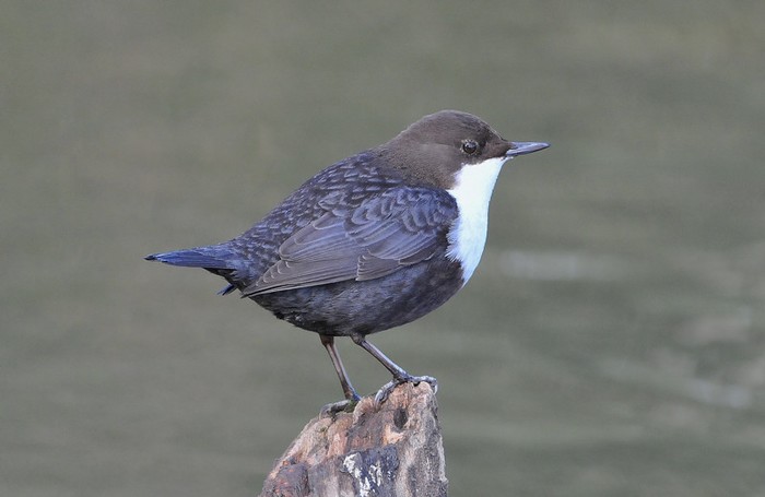 Black-bellied Dipper