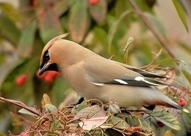 Waxwing