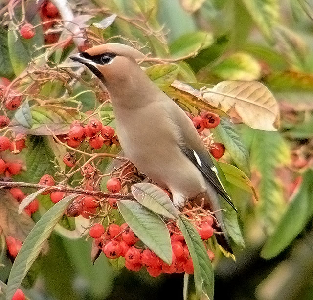Waxwing