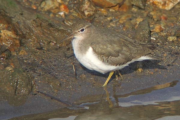 Spotted Sandpiper