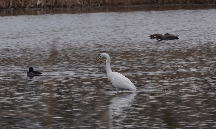 Great White Egret