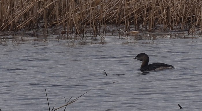 Pied-billed Grebe