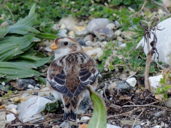 Snow Bunting