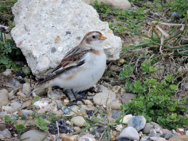 Snow Bunting