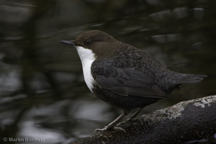 Black-bellied Dipper