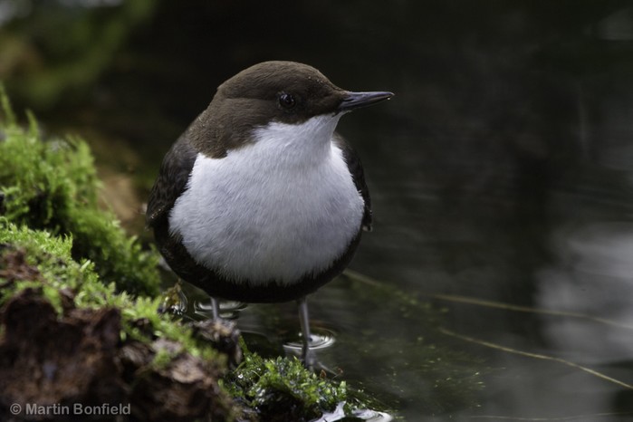 Black-bellied Dipper