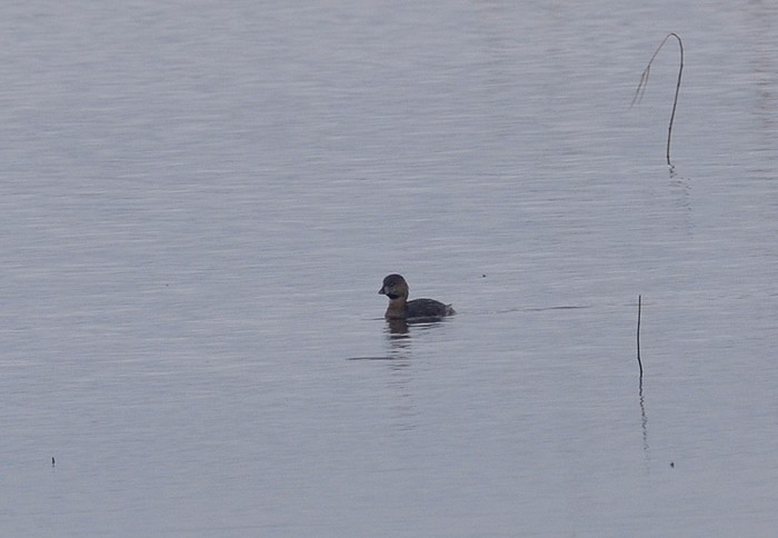 Pied-billed Grebe