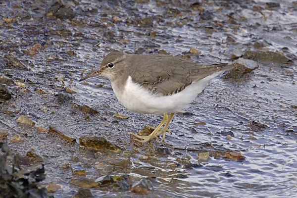 Spotted Sandpiper