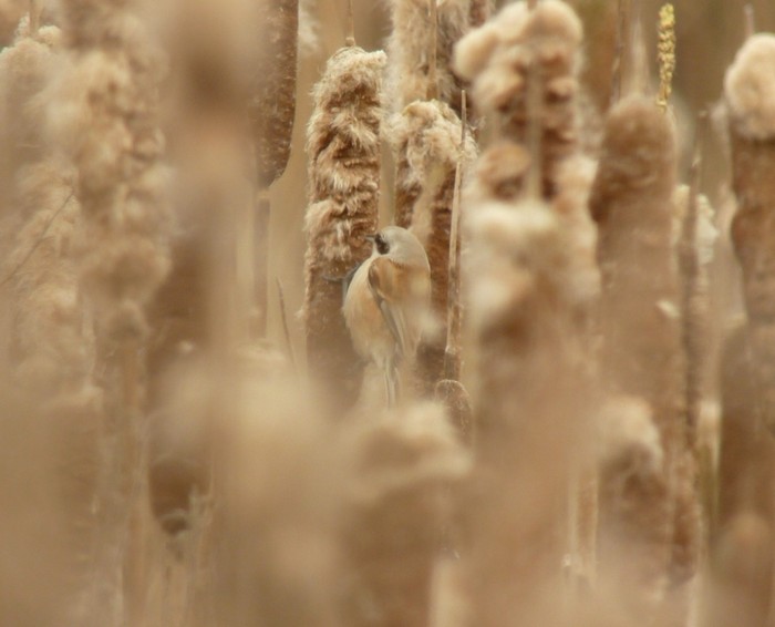 Penduline Tit