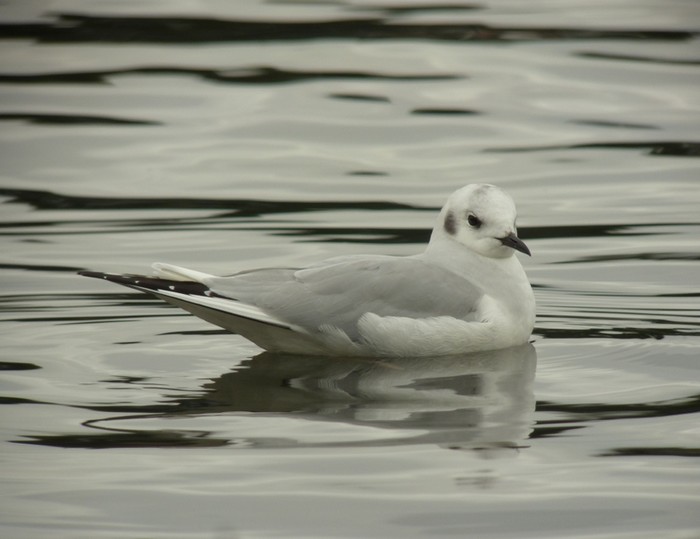 Bonaparte's Gull