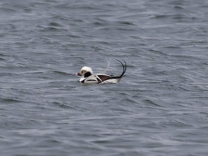 Long-tailed Duck
