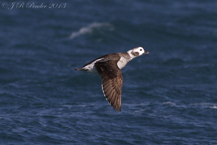 Long-tailed Duck