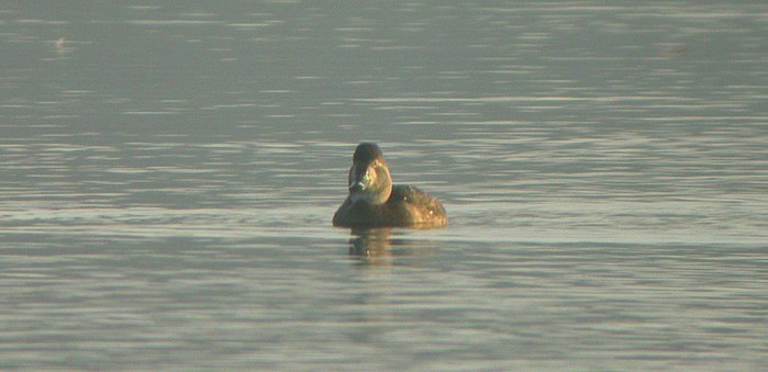 Ring-necked Duck