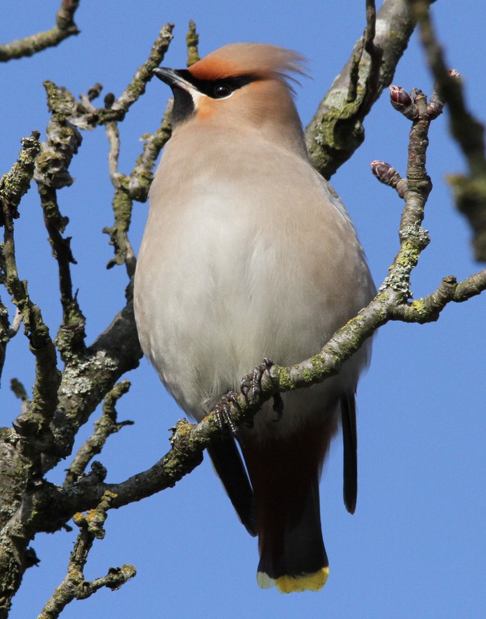 Waxwing