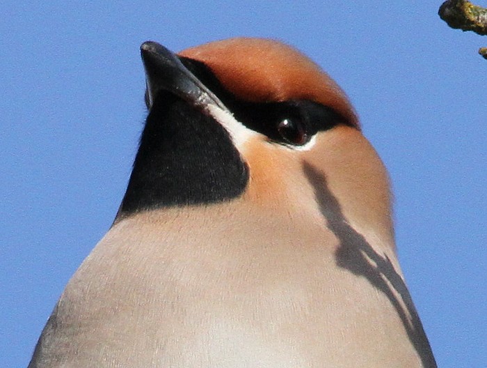 Waxwing