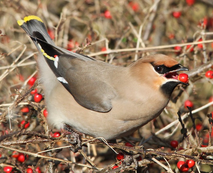 Waxwing