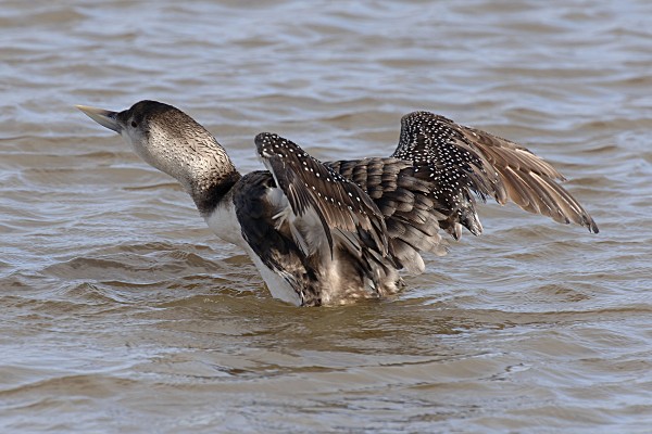 White-billed Diver