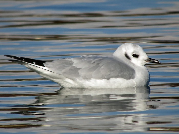 Bonaparte's Gull