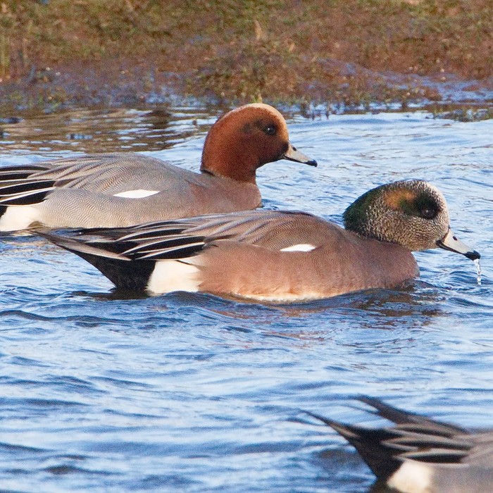 American Wigeon