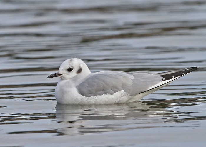 Bonaparte's Gull