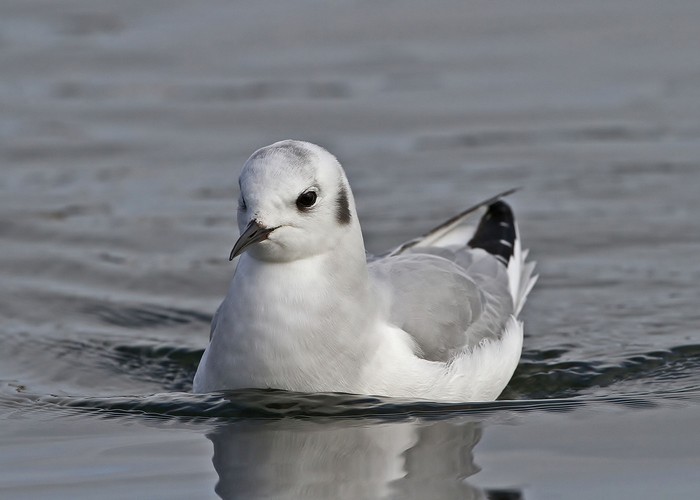 Bonaparte's Gull