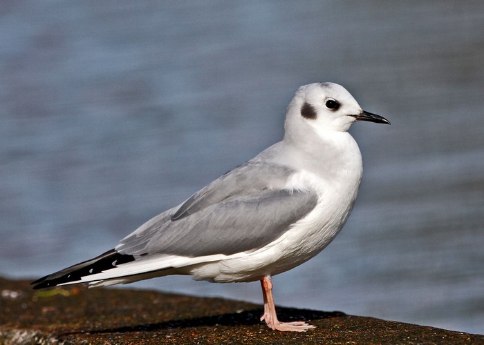 Bonaparte's Gull