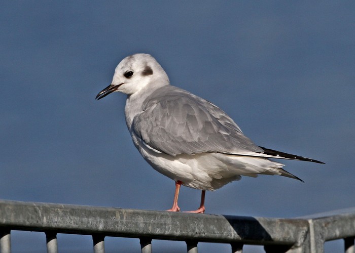 Bonaparte's Gull
