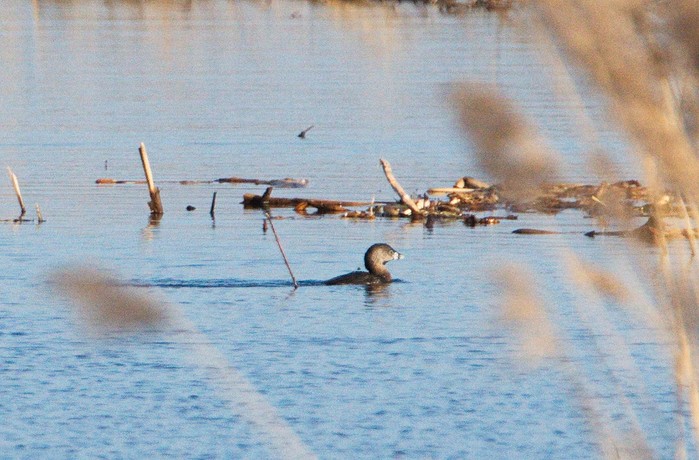 Pied-billed Grebe