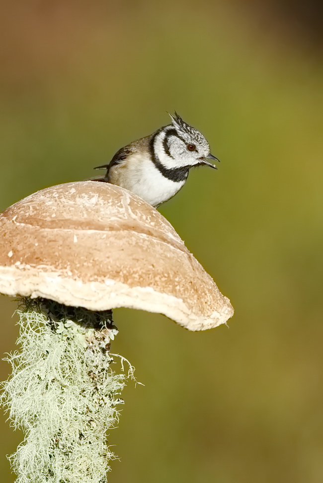 Crested Tit