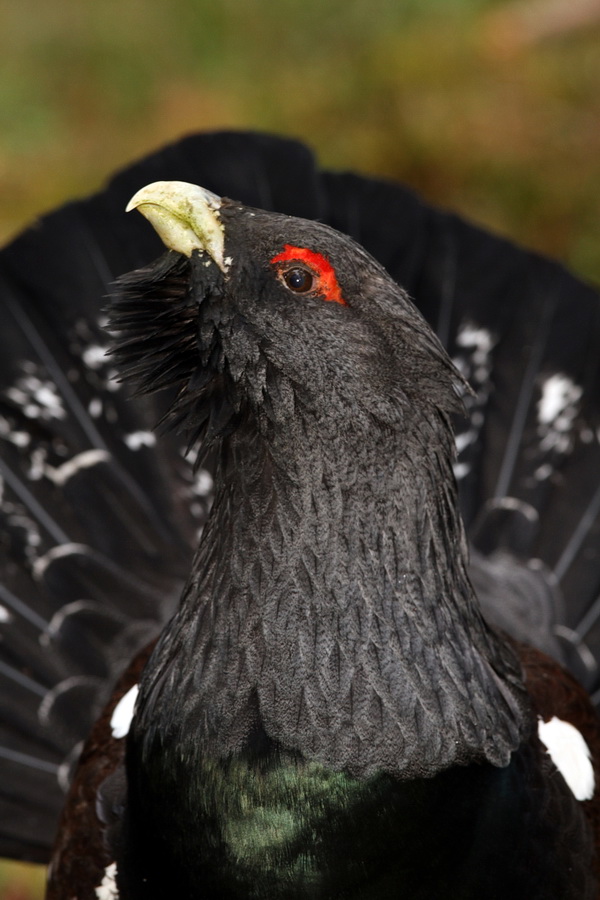 Capercaillie