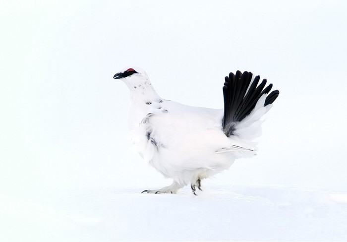 Ptarmigan