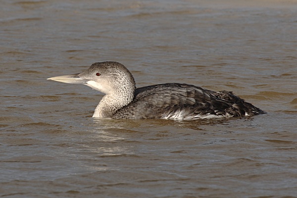 White-billed Diver
