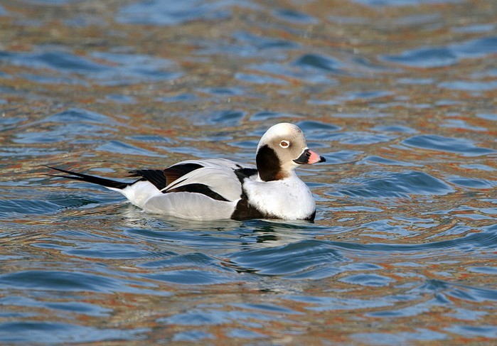 Long-tailed Duck
