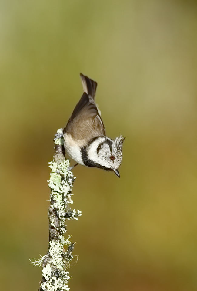Crested Tit