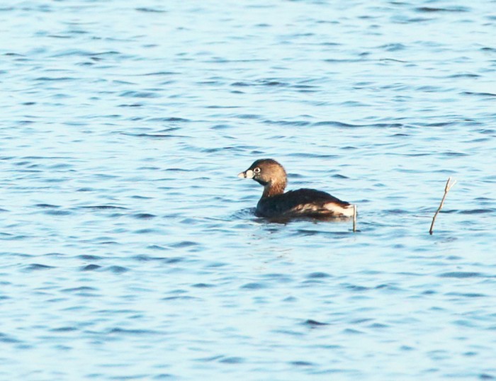 Pied-billed Grebe