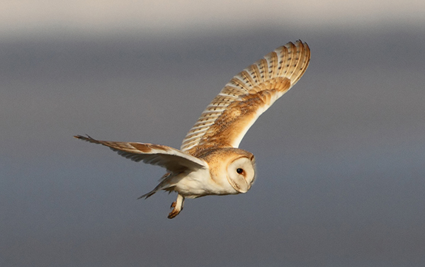 Barn Owl