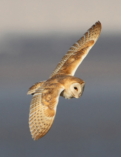 Barn Owl