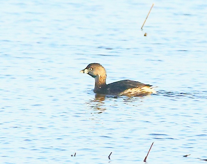 Pied-billed Grebe