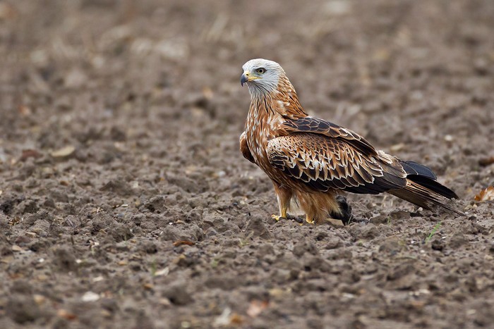Red Kite