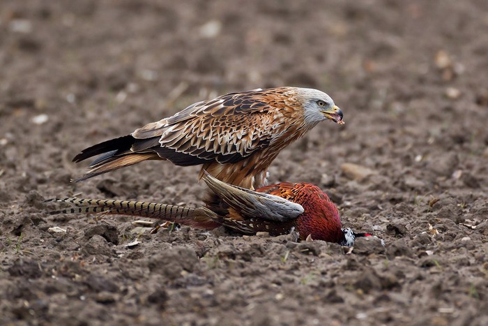 Red Kite