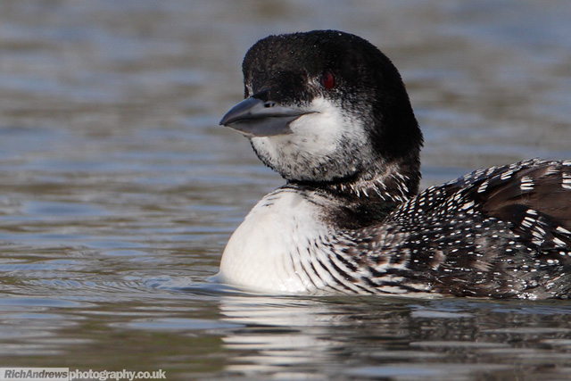Great Northern Diver