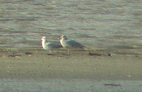 Glaucous-winged Gull