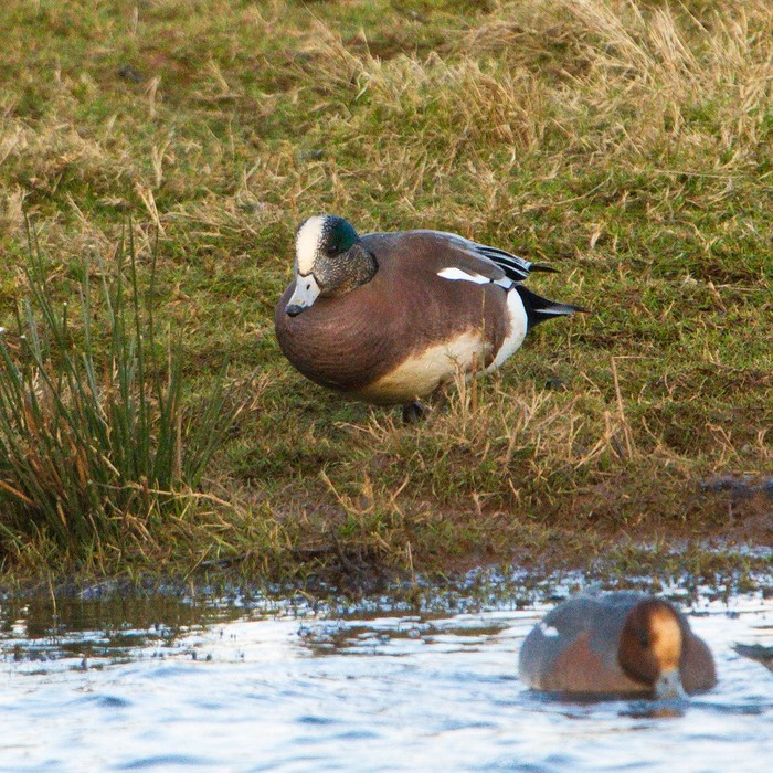 American Wigeon