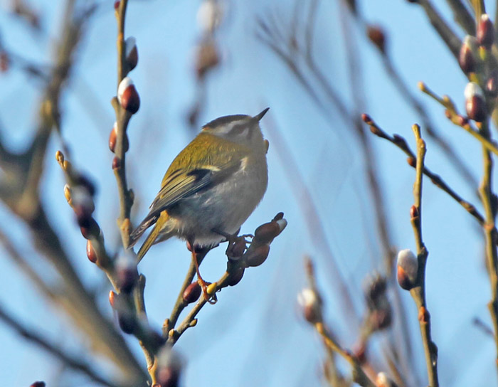 Firecrest