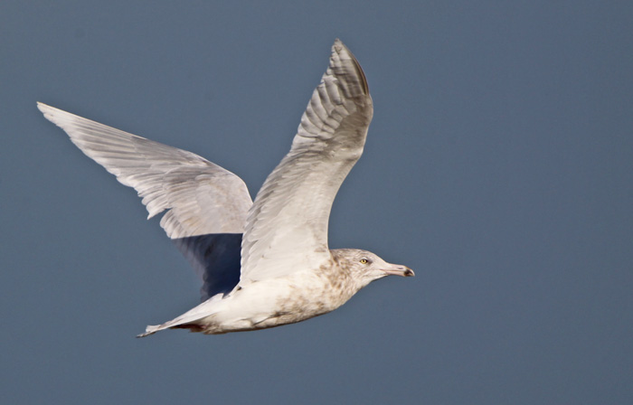 Glaucous Gull