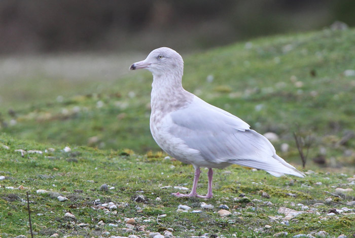 Glaucous Gull