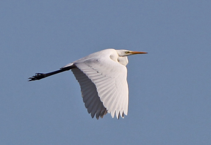 Great White Egret