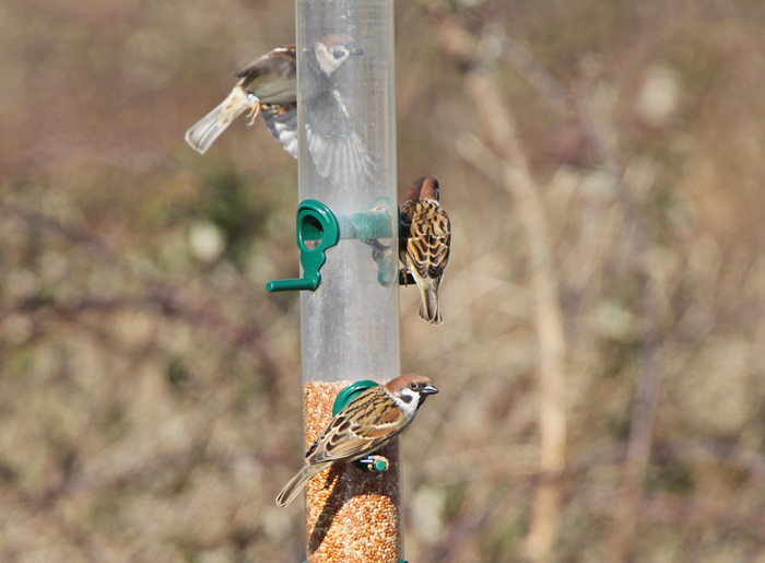 Tree Sparrow