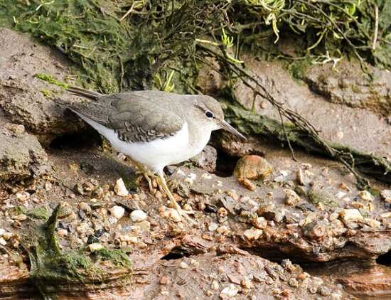 Spotted Sandpiper