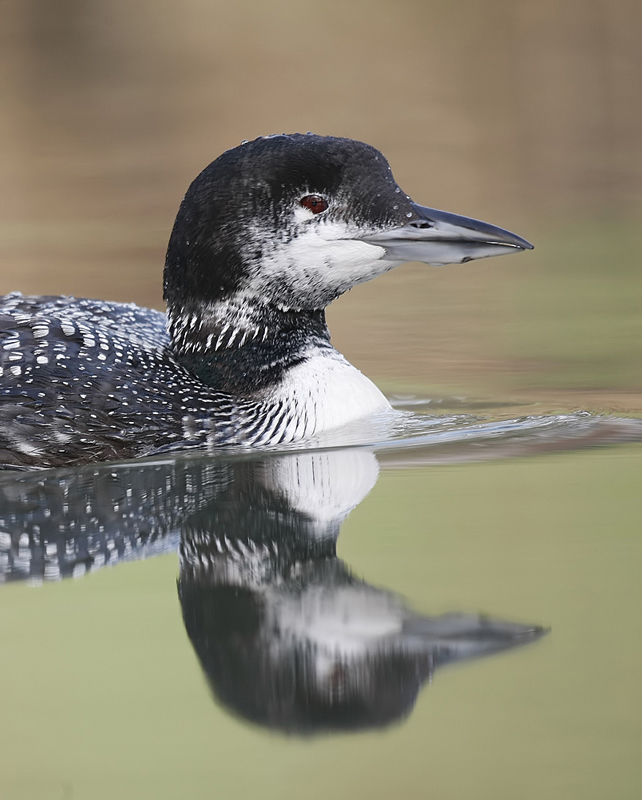 Great Northern Diver